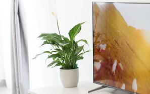 A potted plant on a white surface next to a television.