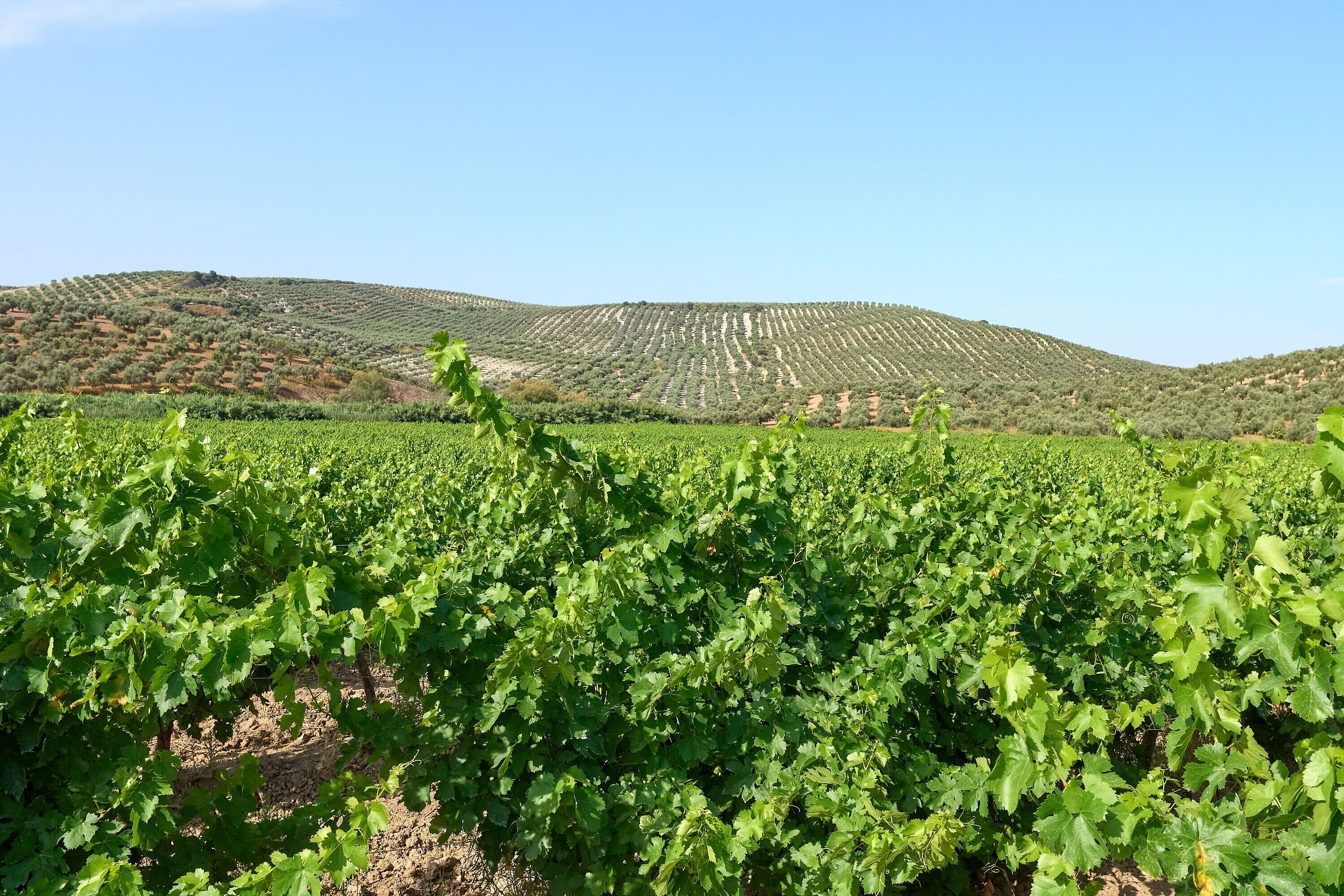 A vineyard with rows of grapevines and a hilly landscape in the background.