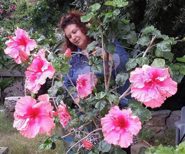 Una persona cuidando un jardín con flores rosas grandes y follaje verde.