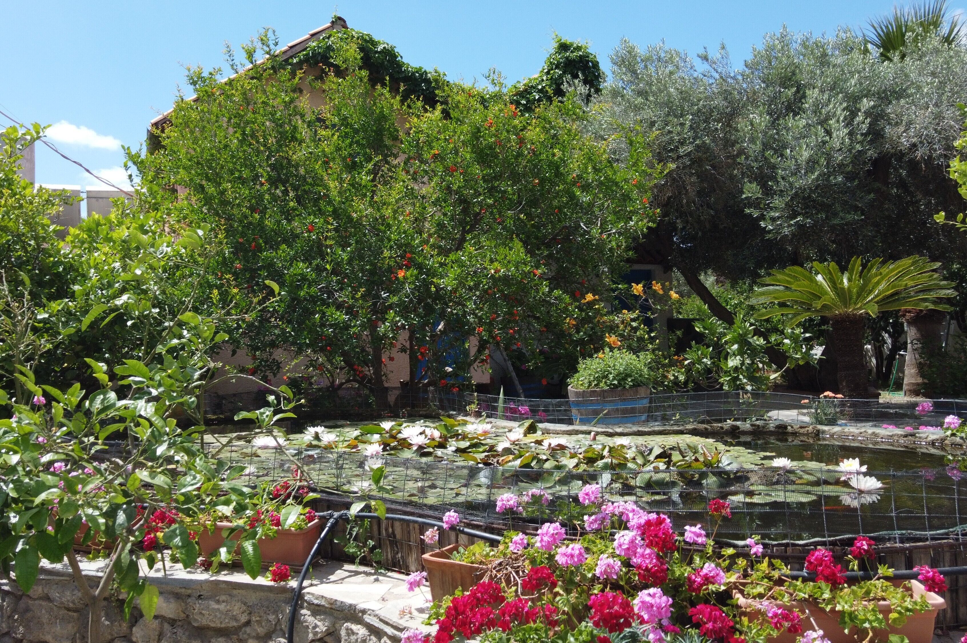A garden with a pond, various plants, and a building in the background.