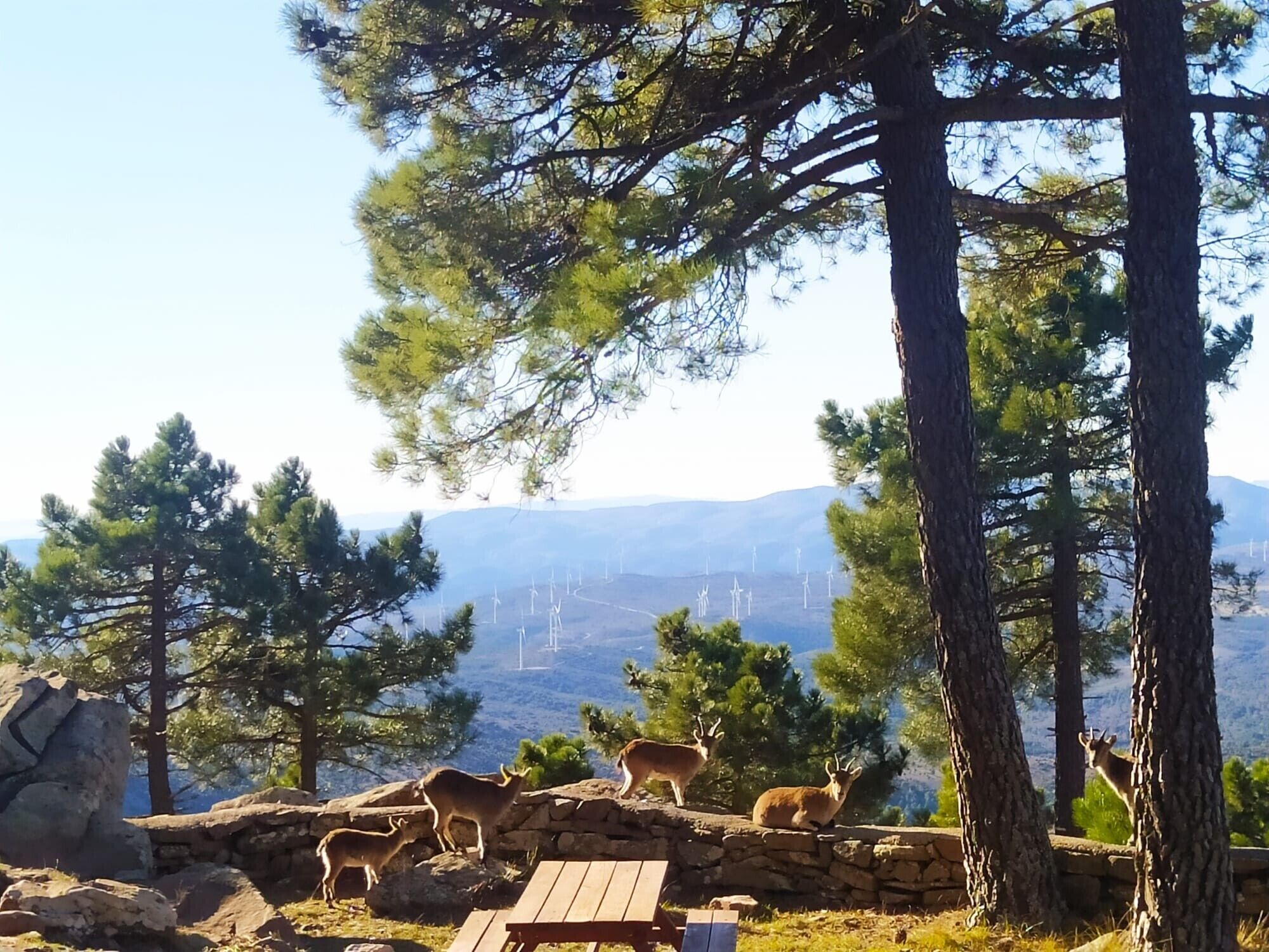 A mountainous landscape with pine trees, a stone wall, and a wooden bench.