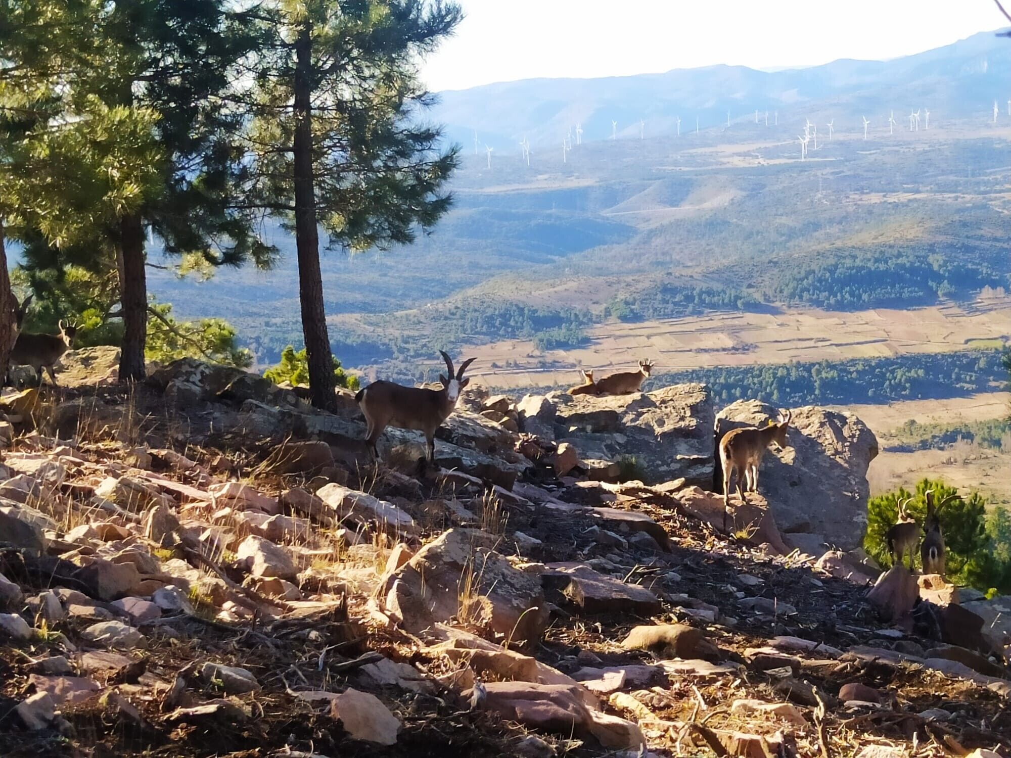 Un paysage montagneux caractérisé par un terrain rocheux et quelques arbres.