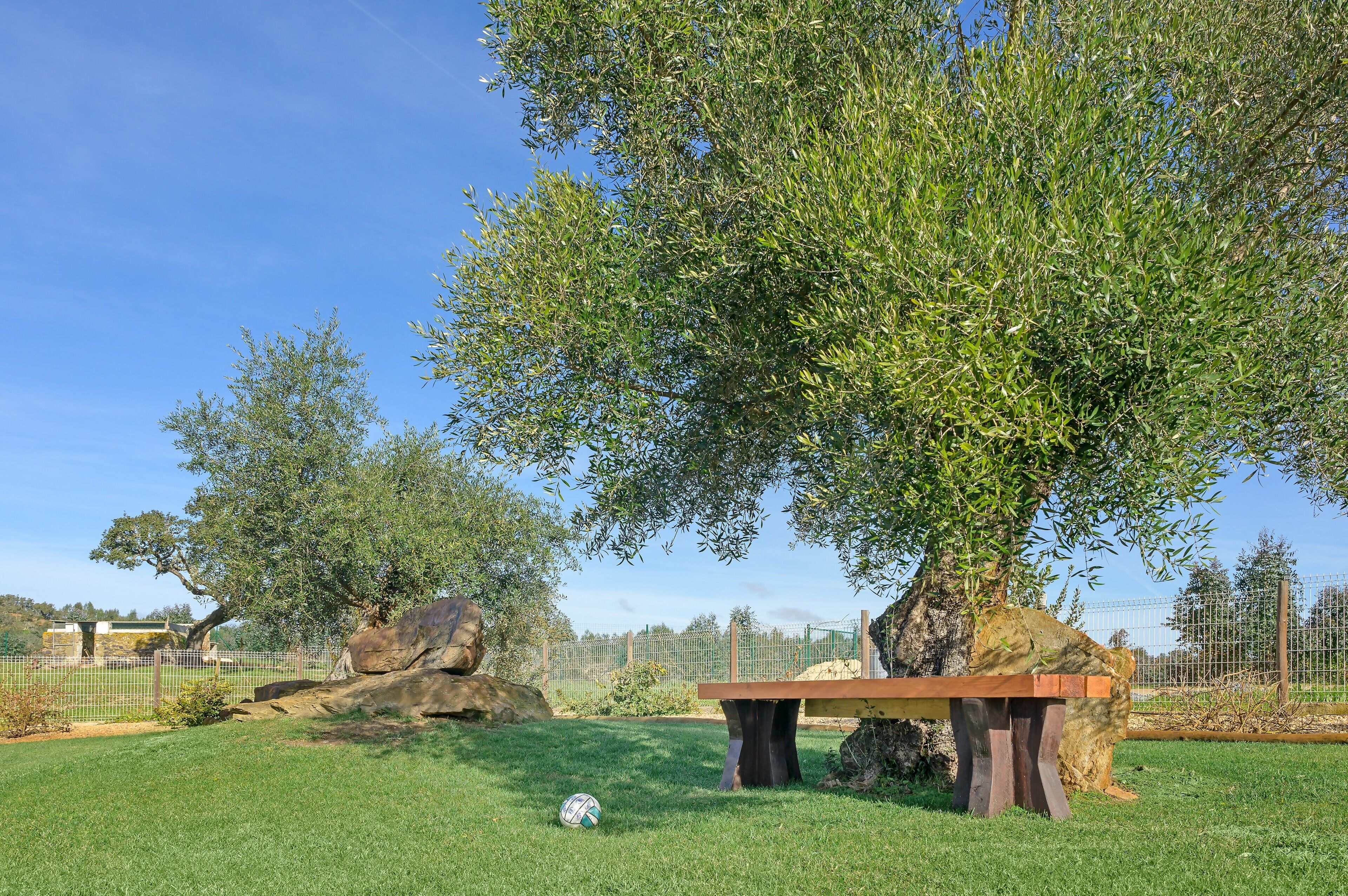 A park with a large tree, a bench, and a soccer ball on the grass.
