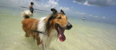 Un perro caminando en agua poco profunda con una persona al fondo.