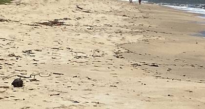 Village your house, apartment