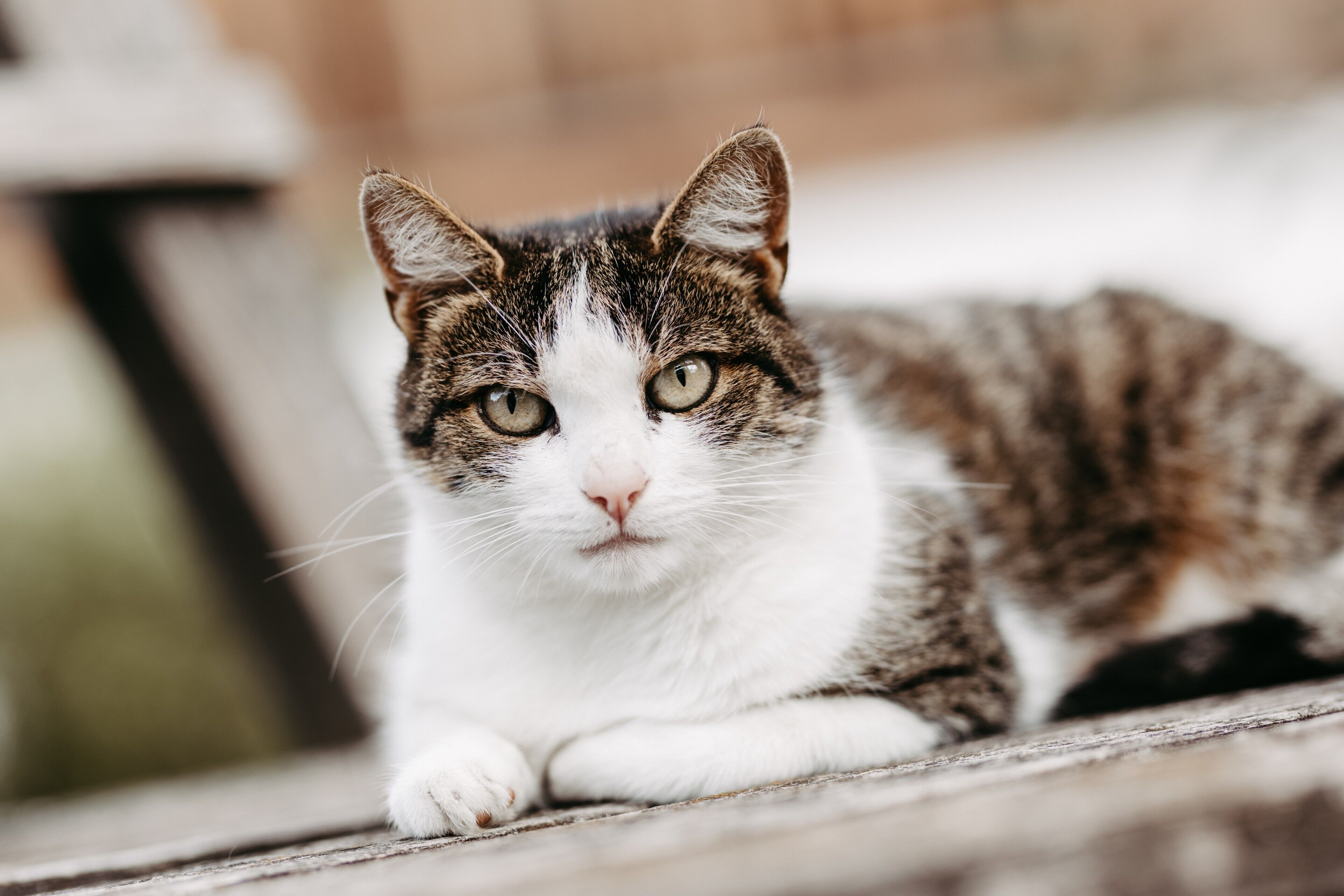 Huisdieren toegelaten