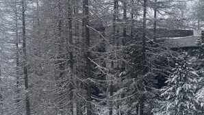 Uma paisagem nevada de floresta com árvores altas e chão coberto de neve.