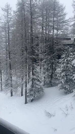 Escena nevada de un bosque con árboles altos y suelo cubierto de nieve.