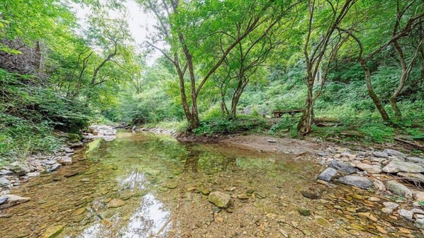 A clear stream surrounded by dense green foliage and rocks. - Rainbow Friends (Gapyeong)
