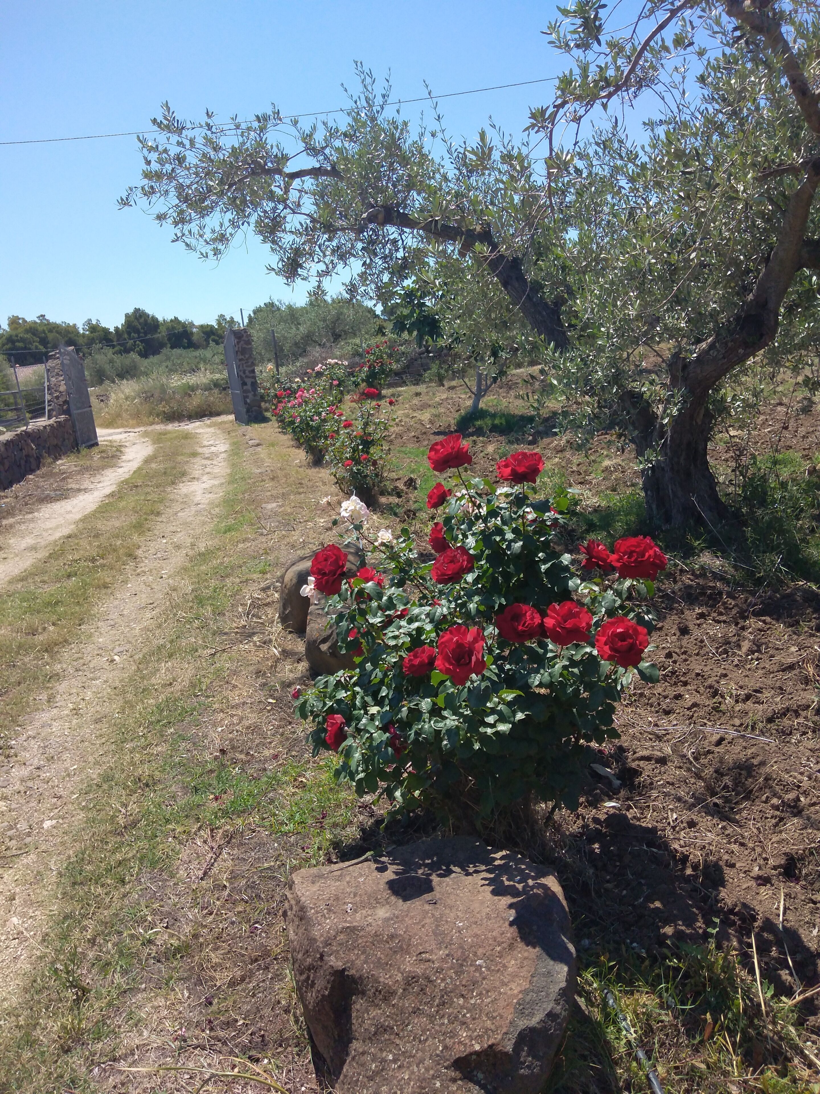 Eine ländliche Landschaft mit einem Feldweg, einer Steinmauer und einem Rosenbusch mit roten Rosen.
