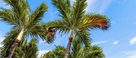 Tall palm trees against a clear blue sky.