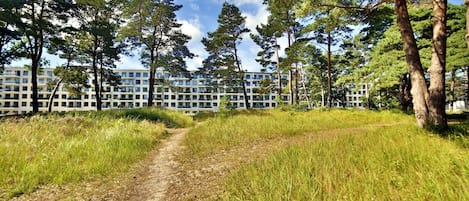 Un sendero que lleva a un edificio rodeado de árboles altos.