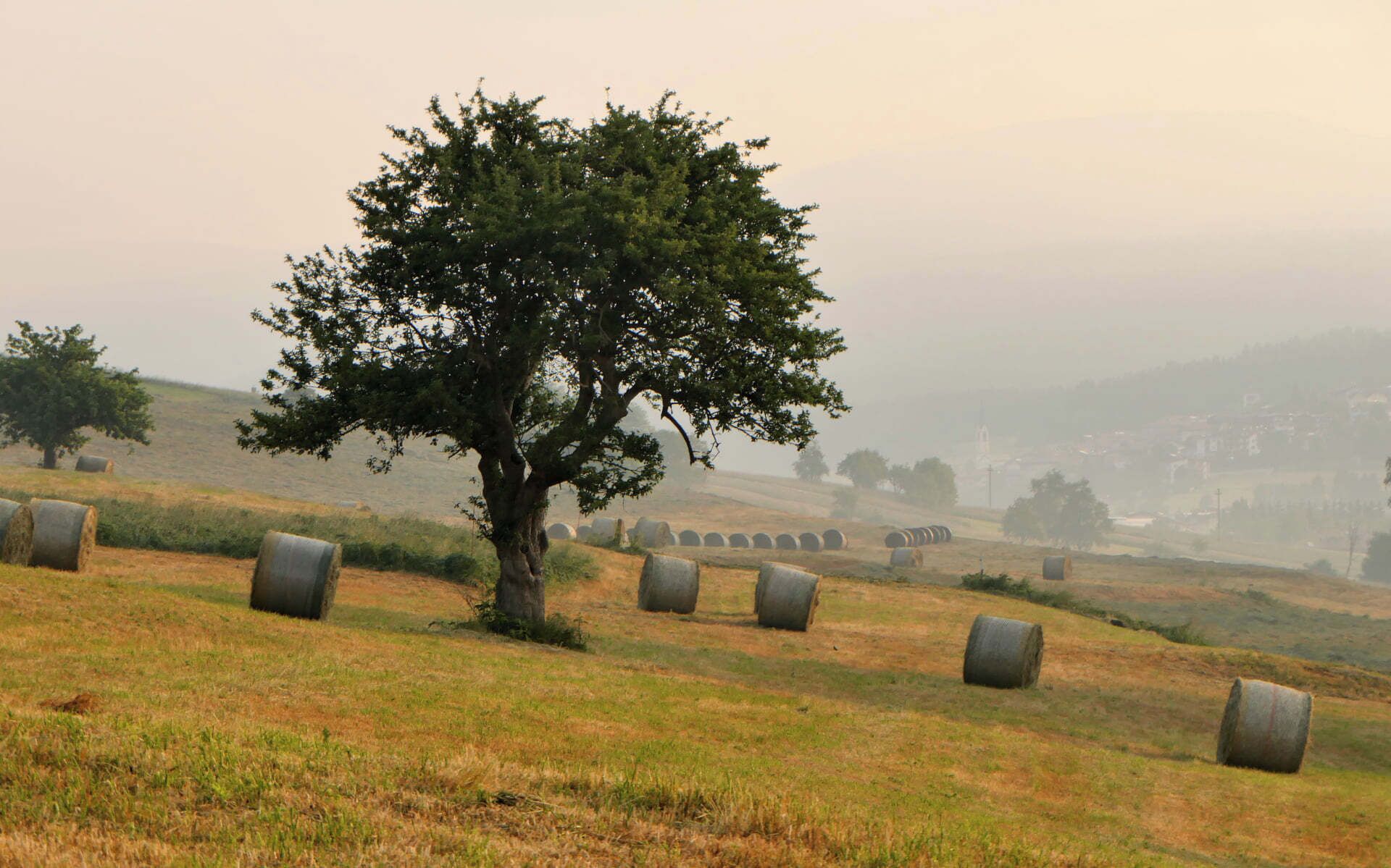 Un paisaje rural con un árbol destacado y pacas de heno dispersas por el campo.
