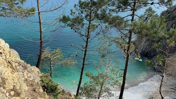 Un paysage côtier avec des pins et une rive rocheuse.