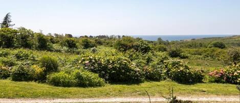 A rural landscape with a dirt path leading through a field of greenery and wildflowers, with a clear view of the horizon.