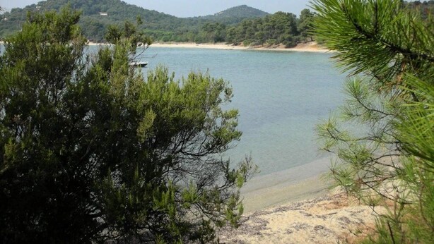 Un paysage côtier avec une plage, des arbres et une colline en arrière-plan.