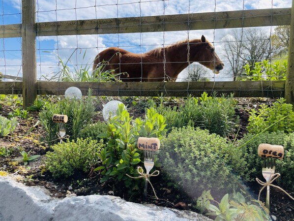 Ein Pferd hinter einem Holzzaun in einem Garten mit verschiedenen Pflanzen und einem Stein.