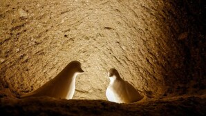 Two penguins in a cave with rough, textured walls. - Double Room with Spa Bath (Uchisar)
