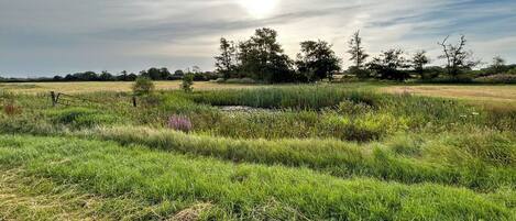 A natural landscape with a field, a small pond, and trees in the background.