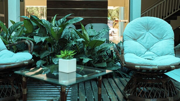 Una silla de mimbre con asiento y respaldo acolchados, una mesita de centro de vidrio con una planta en maceta, y suelo de madera.