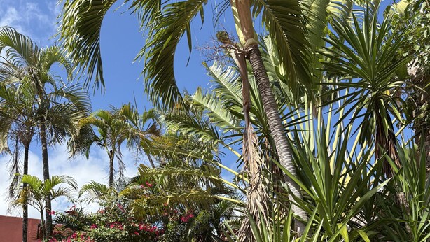 A staircase surrounded by lush tropical plants and palm trees. - Hotel 1829 (St. Thomas)