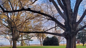 Un parque con un árbol grande, un columpio y una mesa con sillas.