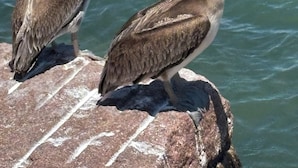 Zwei Vögel sitzen auf einem Felsen an einem Gewässer.