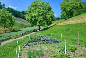 Paisaje rural con un jardín cercado, un camino de tierra y árboles.