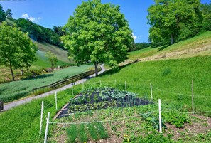 A rural landscape with a fenced garden area, a dirt path, and trees.