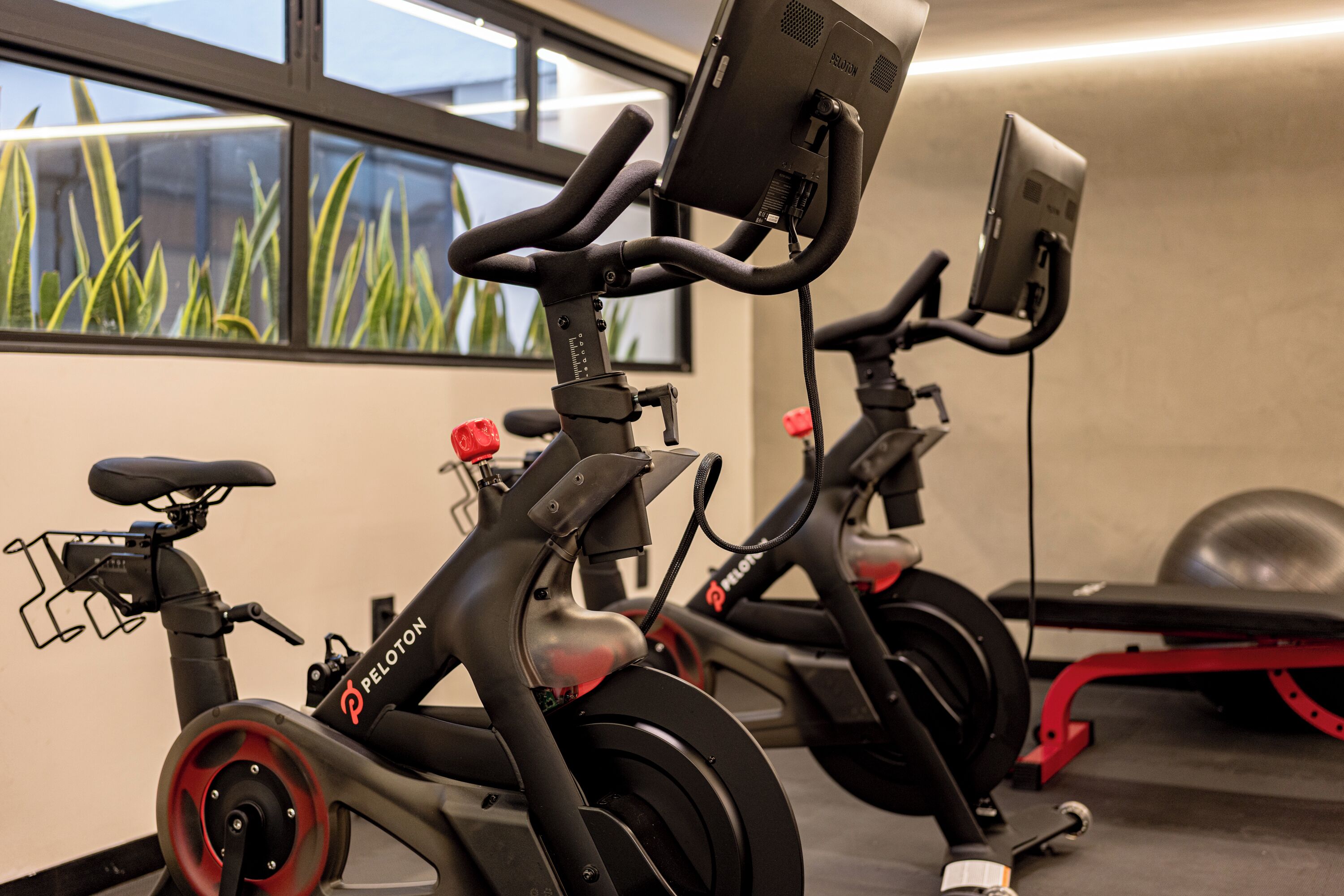 Dos bicicletas estáticas Peloton en una habitación con ventana y plantas de interior.