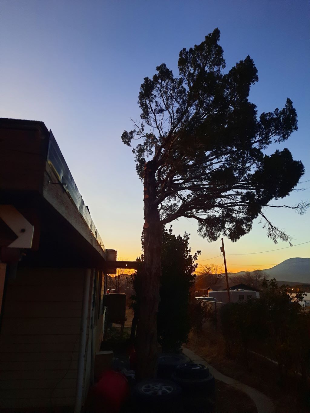 A residential area with a large tree in the foreground and a mountain in the background.