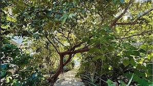 Un vialetto in cemento, bordato da una rigogliosa vegetazione, conduce a una zona all'ombra.