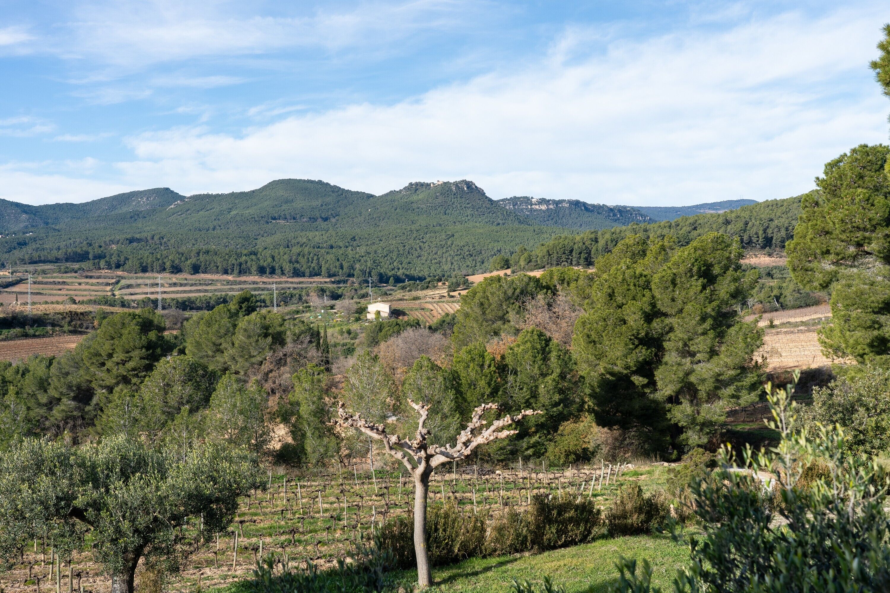 Paisagem de vinhedo com árvores e colinas ao fundo.