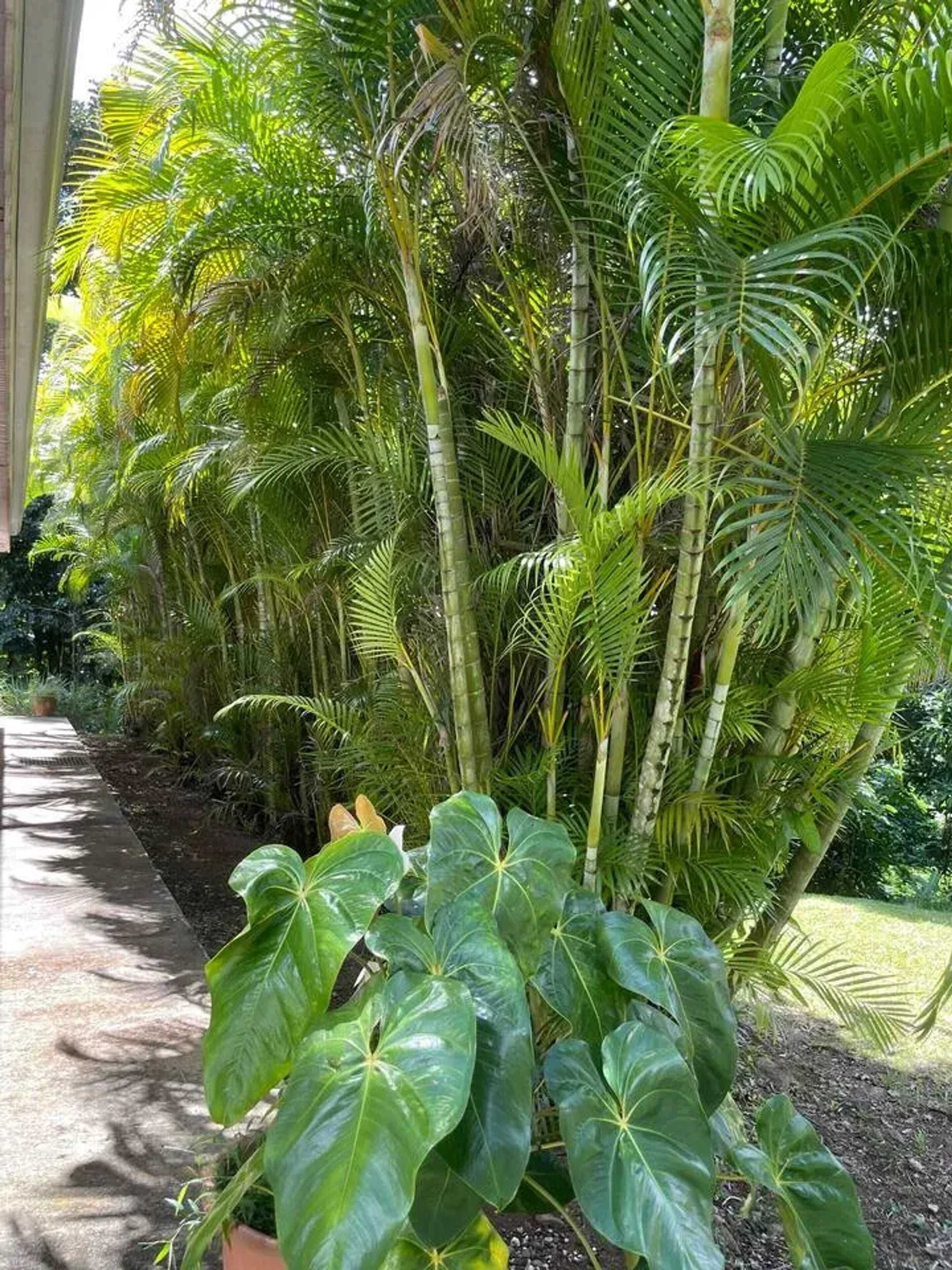 Jardin