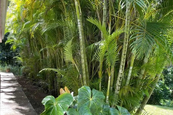 Jardin