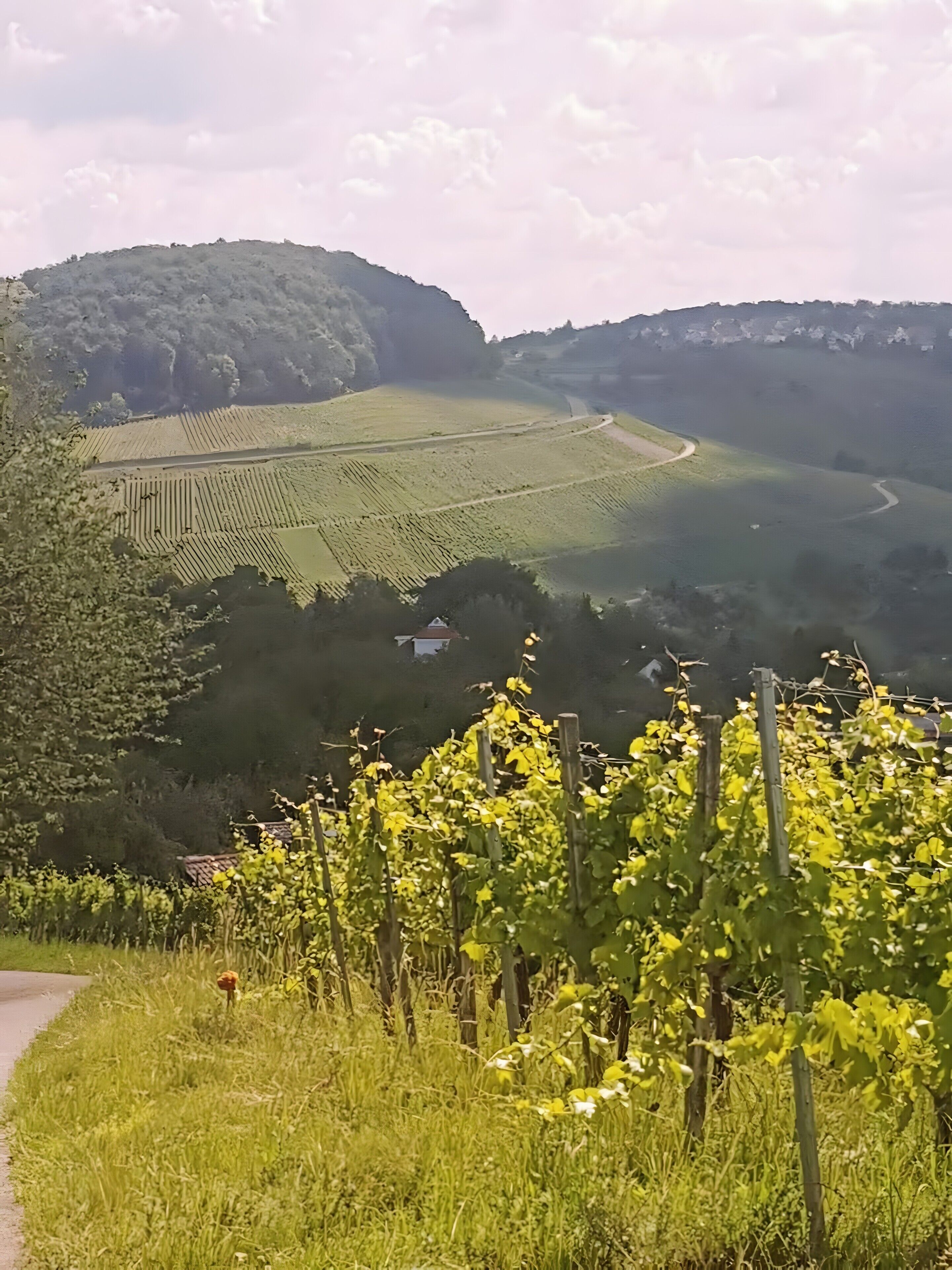 A vineyard with rows of grapevines and a road curving through the landscape.