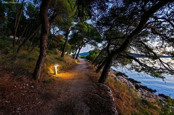 A narrow dirt path flanked by trees, leading to a body of water.