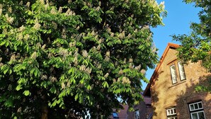 A large tree with dense foliage in front of a brick building with multiple windows.