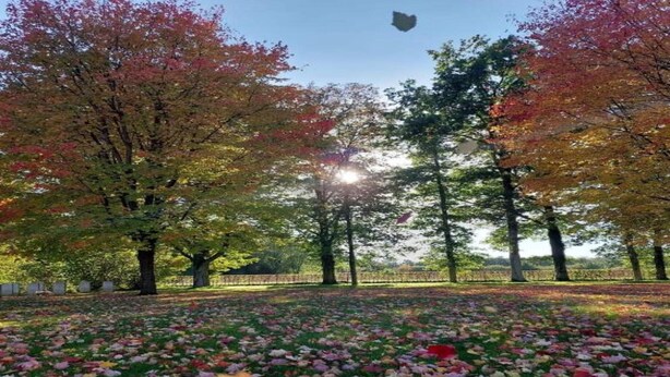 Un parque con árboles, césped y hojas dispersas.
