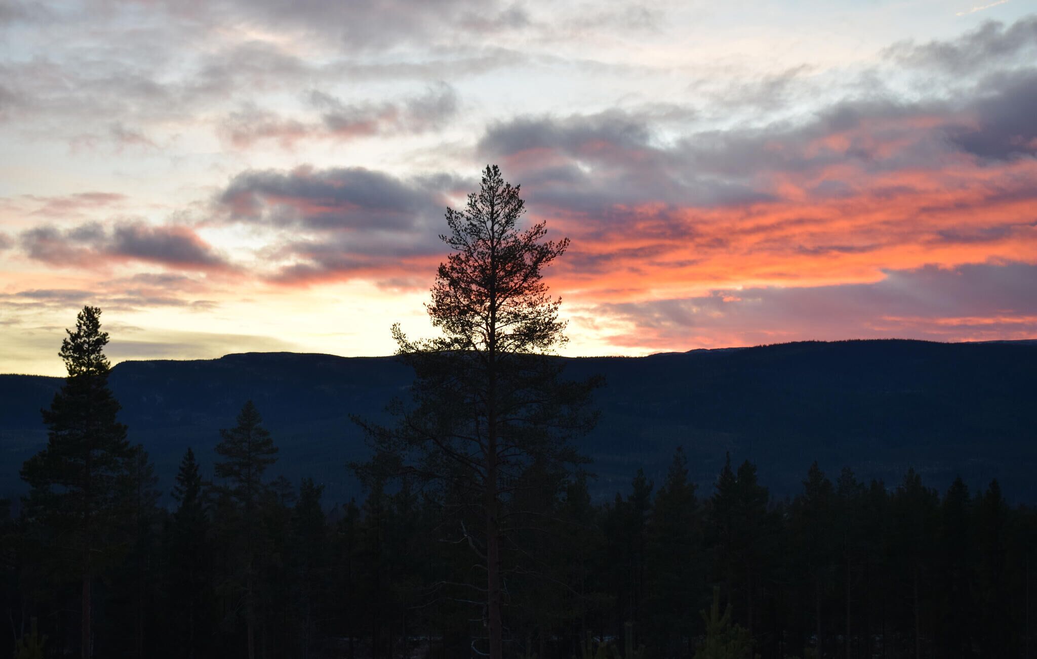 A forested landscape with a mountain range in the background and a sunset sky.