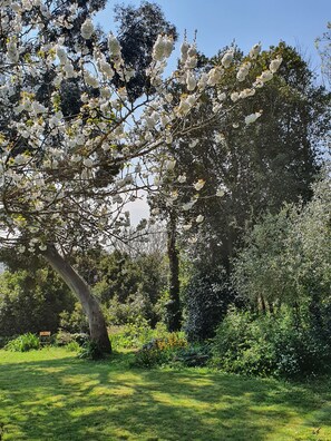 En have med et stort træ, der bærer hvide blomster, omgivet af frodig vegetation og en velplejet græsplæne.