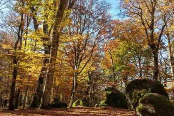 A forest with tall trees and a clear sky. - Simona's house in the woods - Villa Boutique (Lazio)