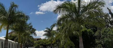 A paved pathway lined with palm trees and a building with arched windows.