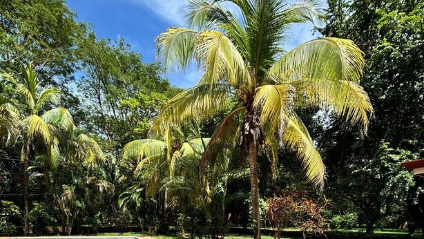 A swimming pool with a tiled border, surrounded by palm trees and greenery. - Congo House (Provincia de Guanacaste)