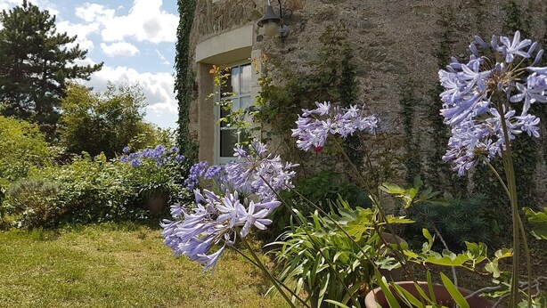 A garden with purple flowers in front of a stone building with a window.