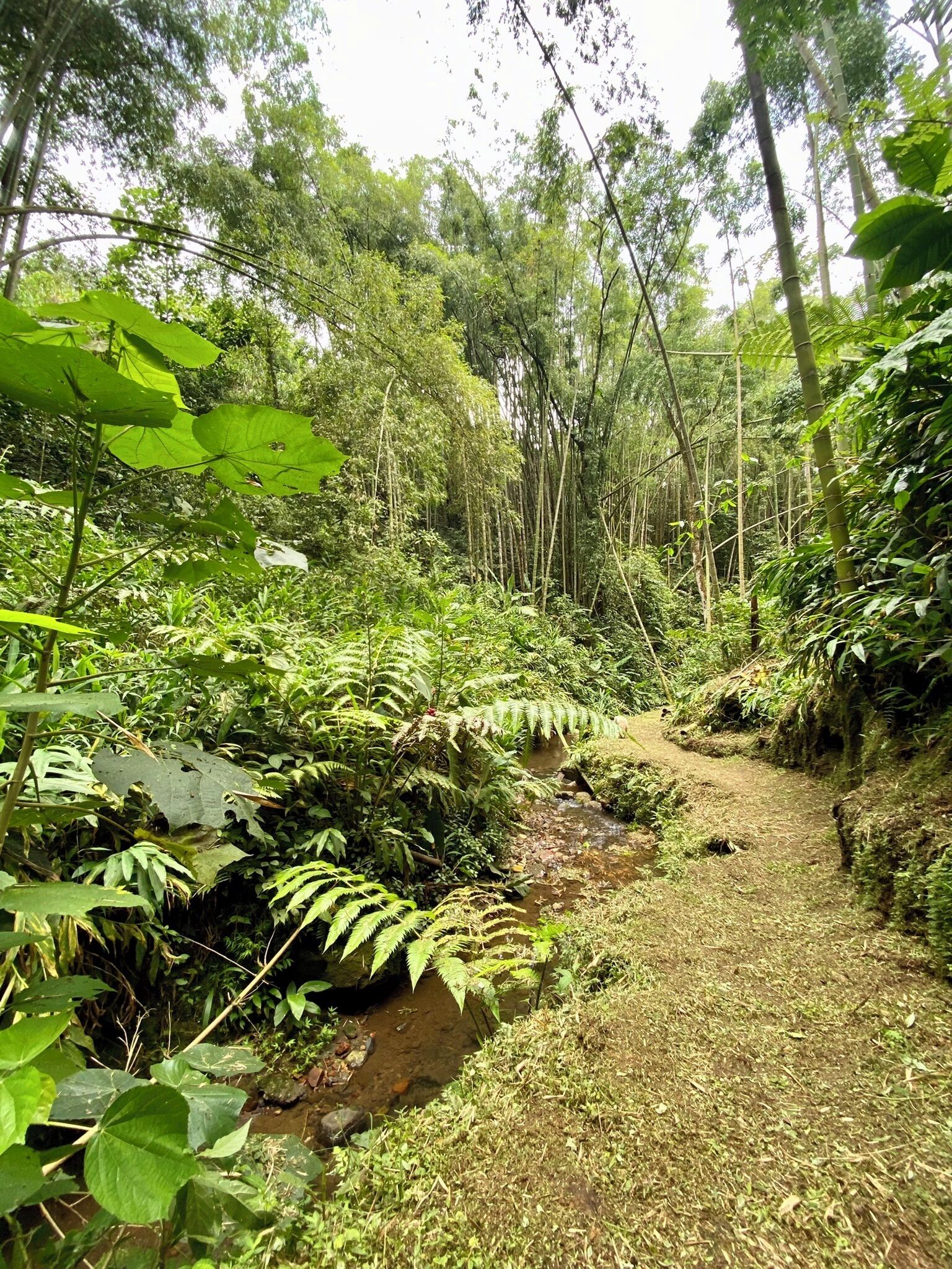 Foto - Ecohotel La Casona Pereira