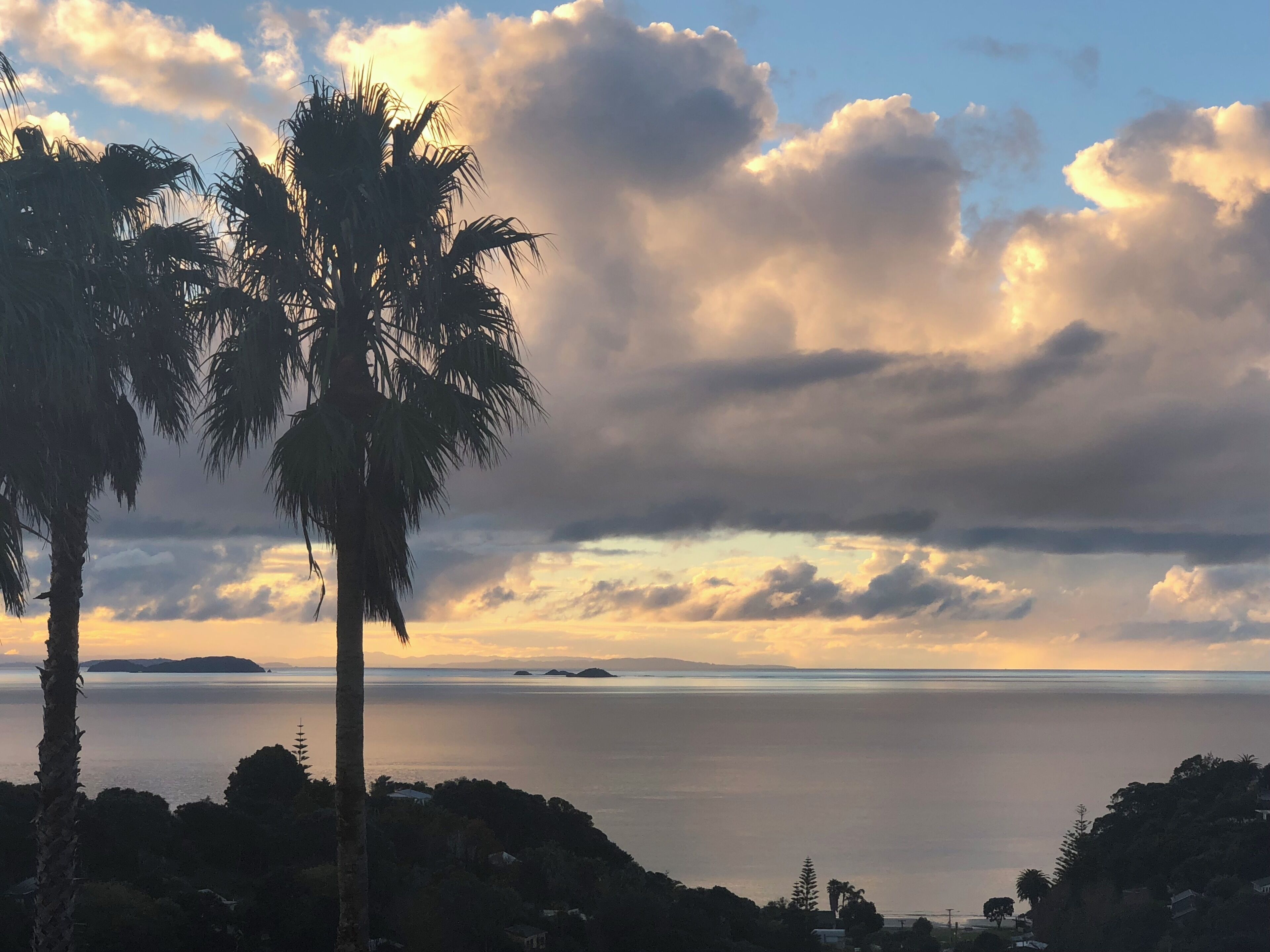 A coastal landscape with a prominent palm tree and a view of the sea.