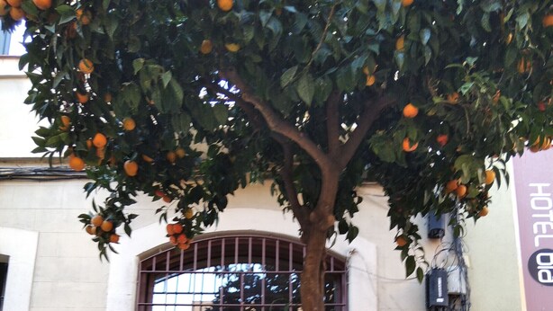 A building with a large wooden gate, a tree with oranges, and a sign for a hotel. - MONUMENT, large, cosy apartment (Barcelona)