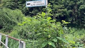 En vägskylt som visar riktningen till ”Rifugio Alpe Granda”, omgiven av tät vegetation.