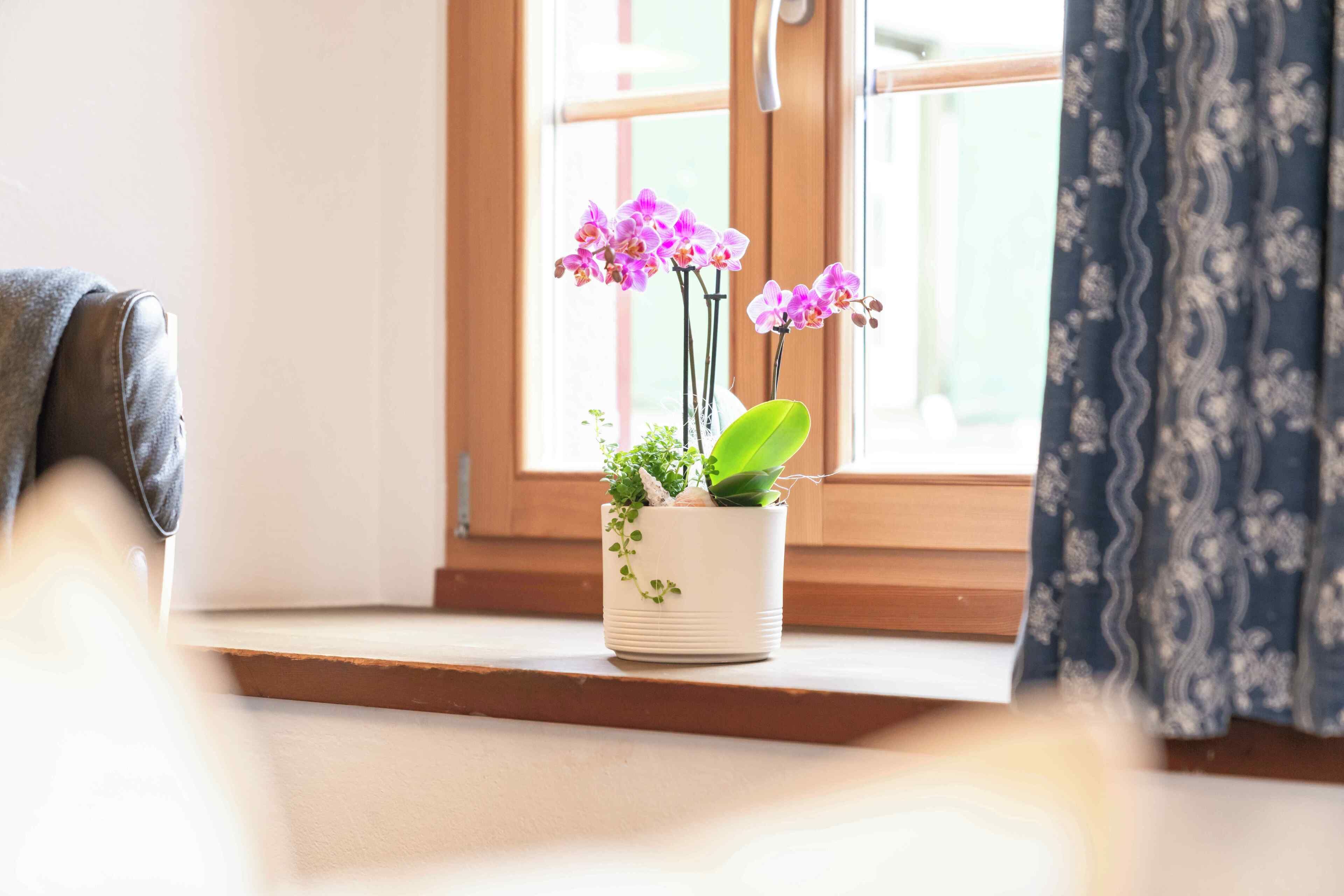 Una planta con flores en un alféizar.